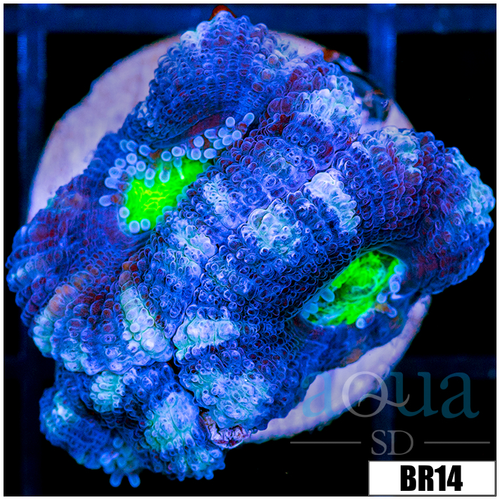 Frosted UFO Acan Lord