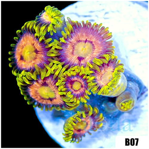 Sunflower Zoanthids