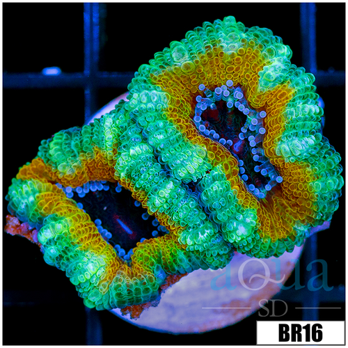 Tropical Blast Acan Lord