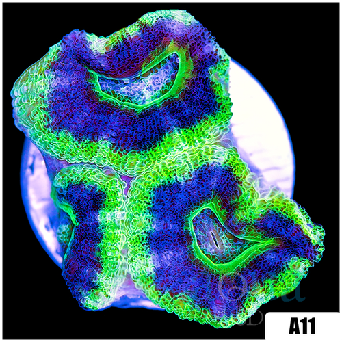 UFO Acan Lord