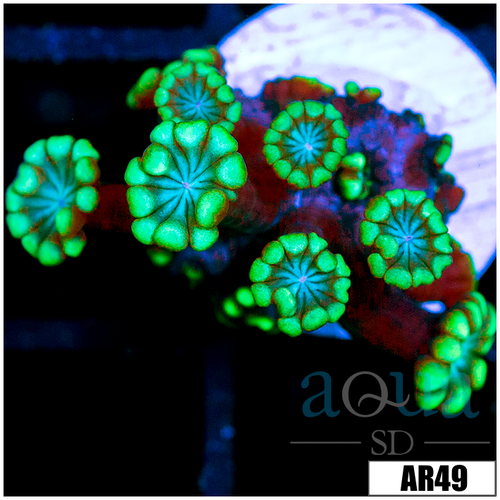 Green Petals Alveopora