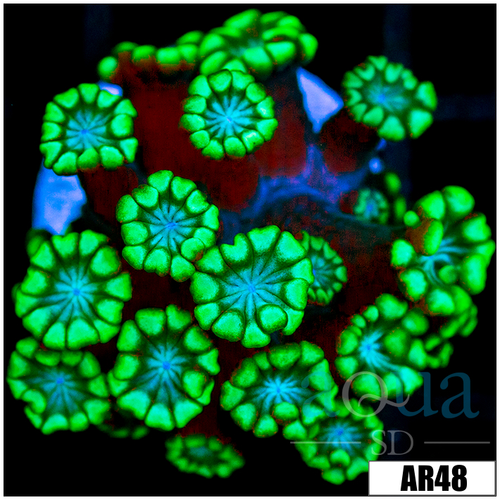Green Petals Alveopora