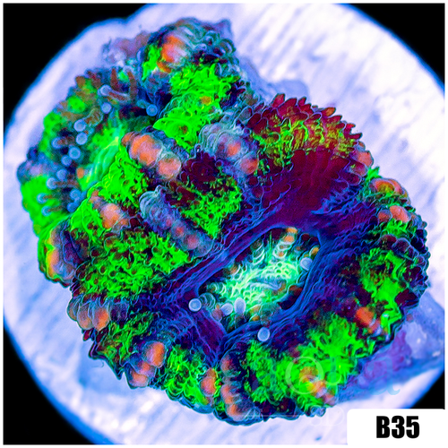 Striped UFO Acan Lord