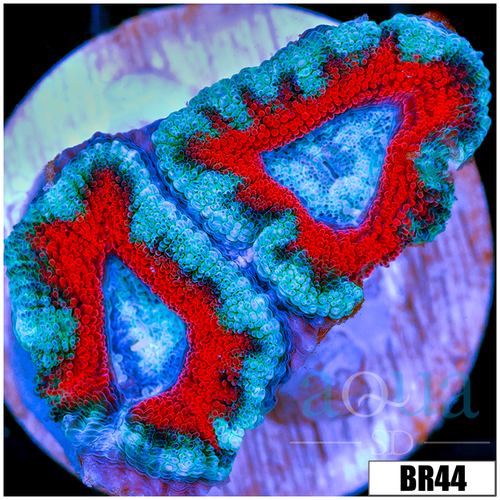 Teal Claw Acan Lord