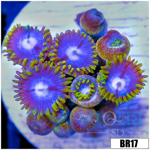 Blowpop Zoanthids