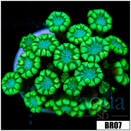 Green Petals Alveopora