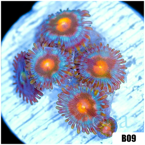 Pumpkin Patch Zoas