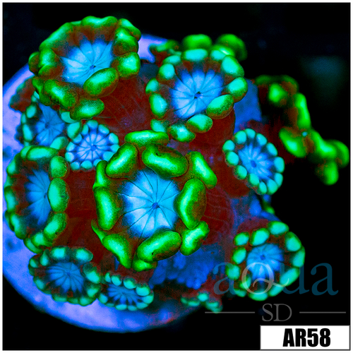 Green Petals Alveopora