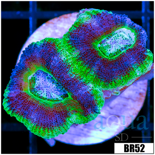 UFO Acan Lord