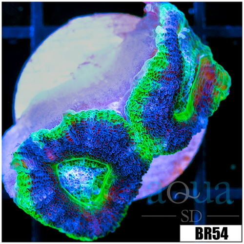 UFO Acan Lord