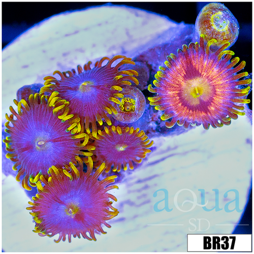 ASD Combo Zoanthids