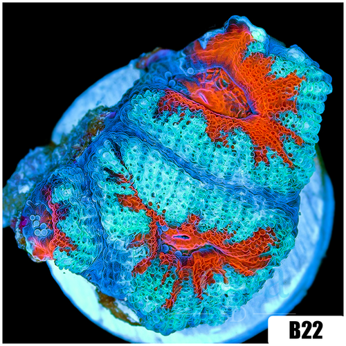 Teal Claw Acan Lord