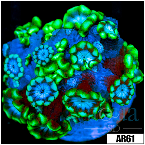 Green Petals Alveopora