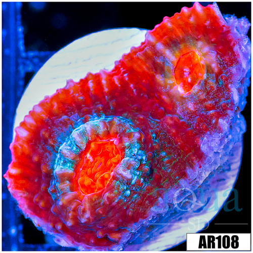 Afterburner Chalice