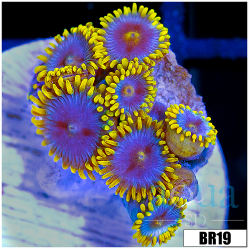 Blowpop Zoanthids