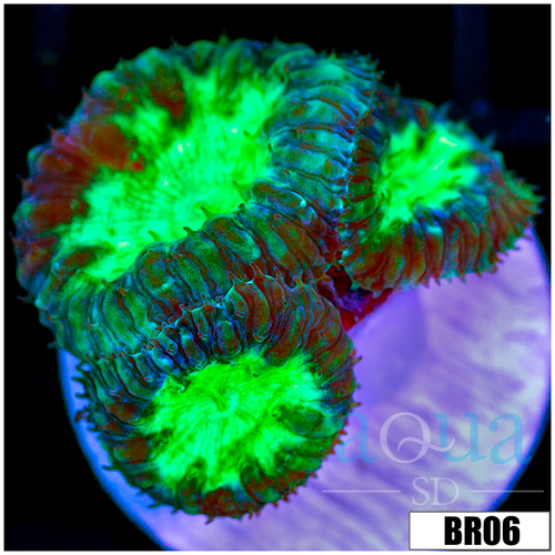Nuclear Core Blasto