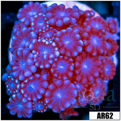 Purple Petals Alveopora
