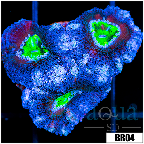 Frosted UFO Acan Lord