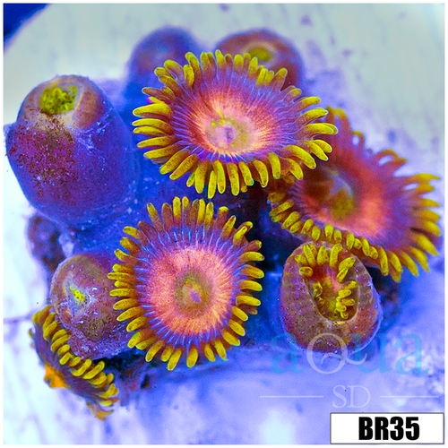 Sunflower Zoanthids