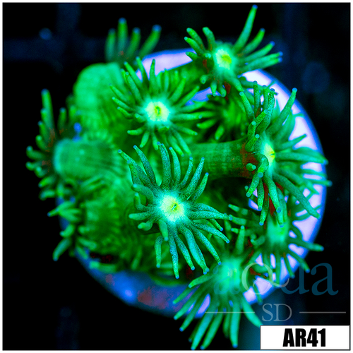 Neon Star Goni