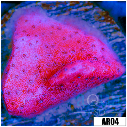 Juggernaut Montipora
