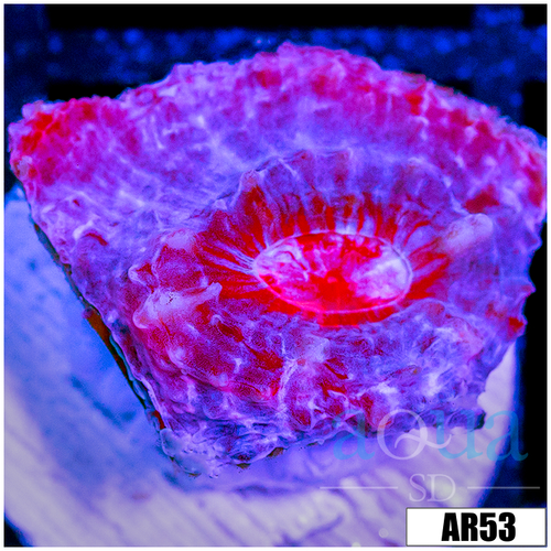 Rose Afterburner Chalice