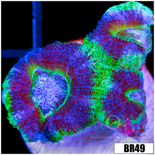 UFO Acan Lord