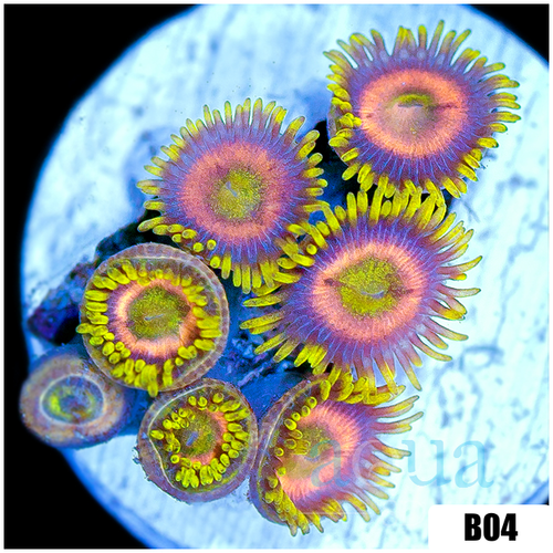 Sunflower Zoanthids