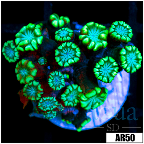 Green Petals Alveopora