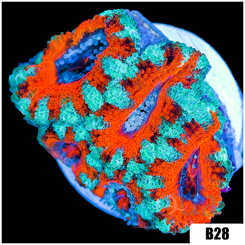 Teal Claw Acan Lord