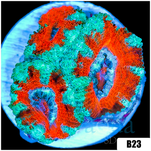 Teal Claw Acan Lord