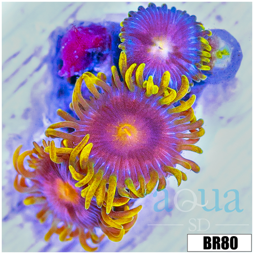 Blow Pop Zoas