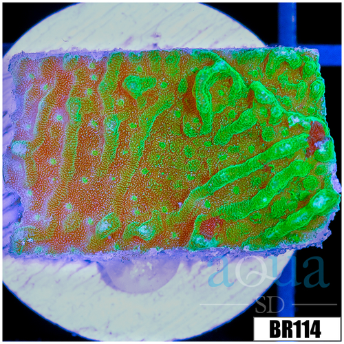 JF Cold Fusion Montipora