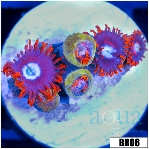 Fire And Ice Zoas