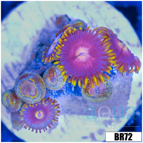 Sunflower Zoanthids