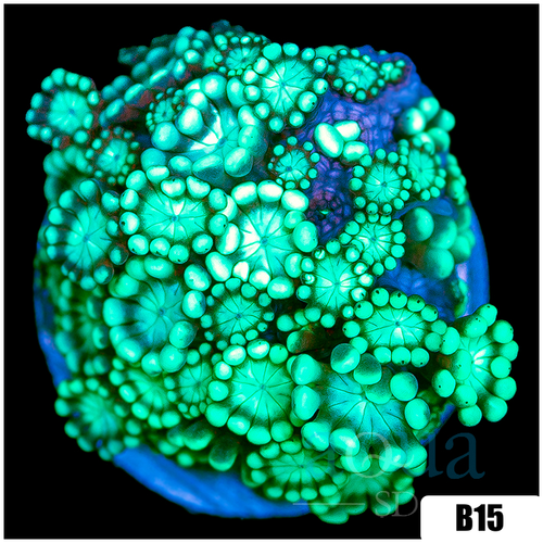 Green Petals Alveopora