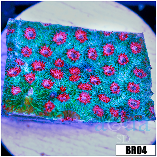 Watermelon Gushers Cyphastrea