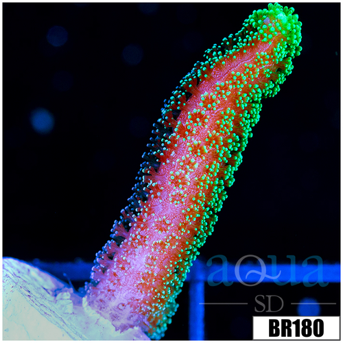 Indo Birdsnest Frag