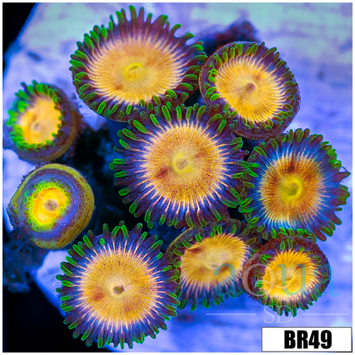 Sunkist Zoas