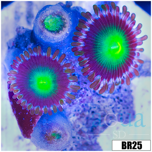Dragon Eyes Zoas
