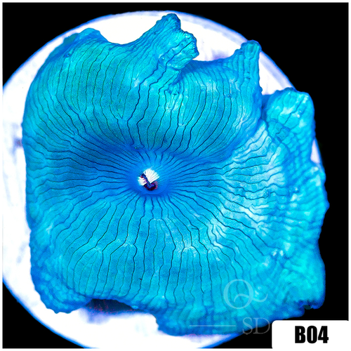 Blue Man Discosoma Mushroom