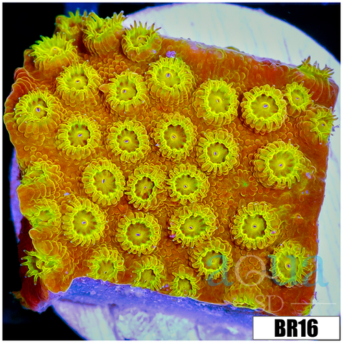 Golden Cyphastrea