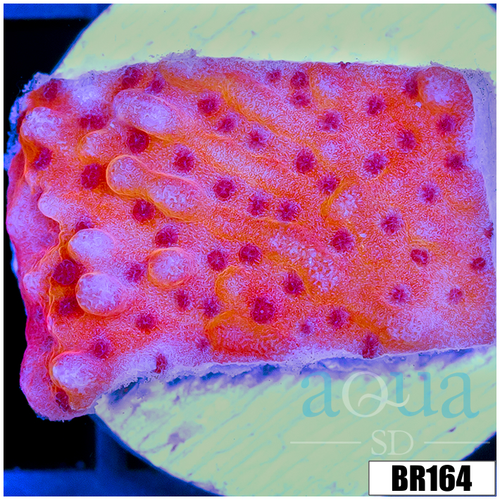 Orange Phoenix Montipora