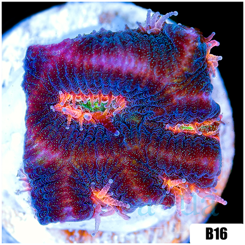 Centipede Platy Favia