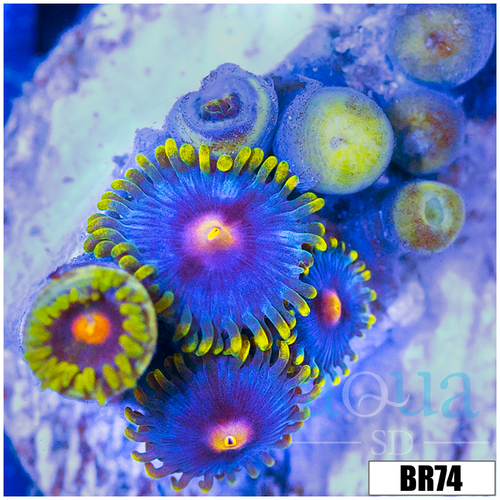 Blowpop Zoanthids