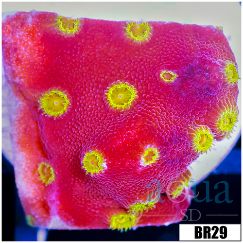 Golden Cyphastrea