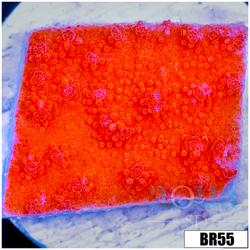 Orange Plating Monti