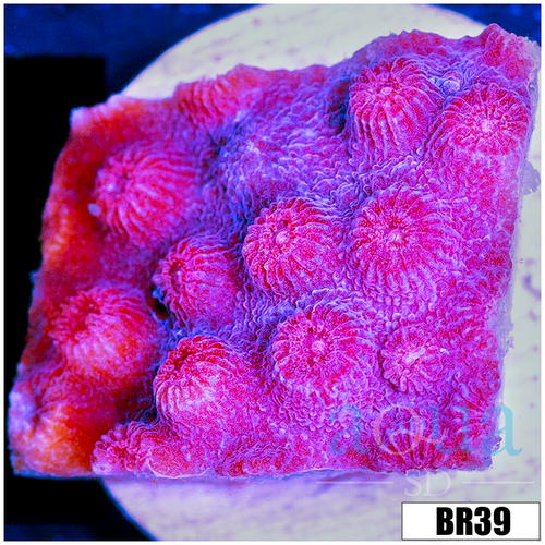 Grape Cyphastrea