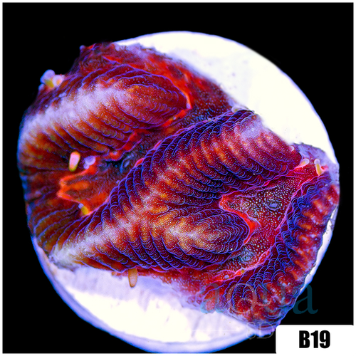 Centipede Platy Favia