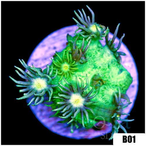 Nuclear Goniopora
